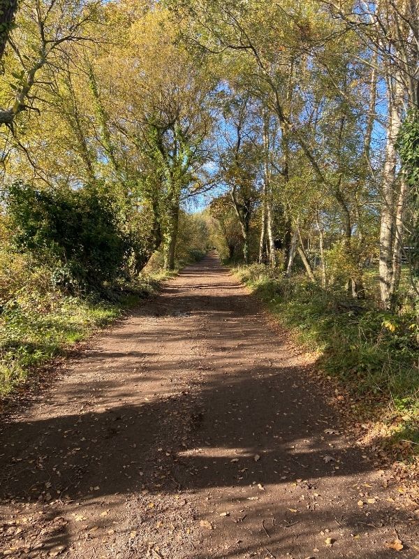 woodland walk dorset