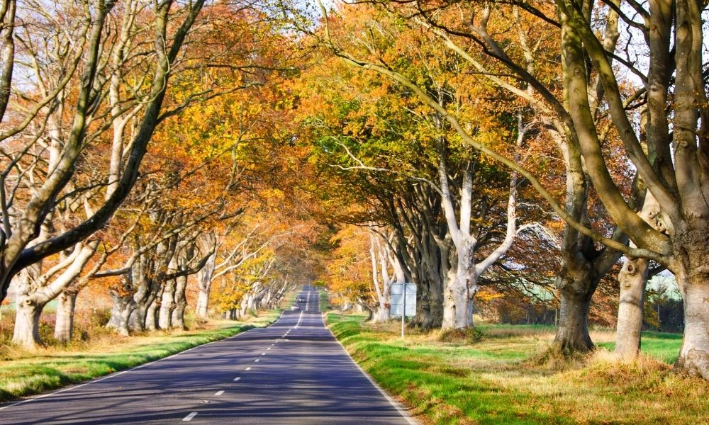 The Avenue road between Wimborne and Blandford
