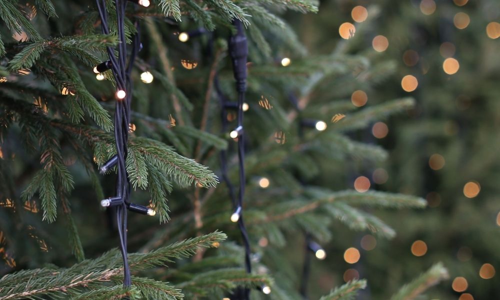 christmas tree with lights