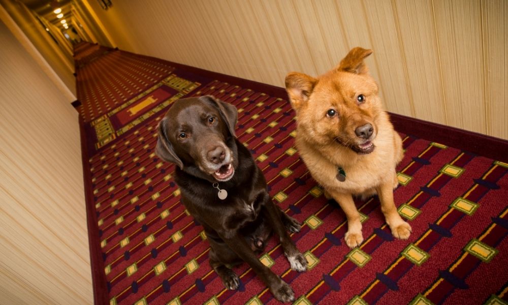 dogs in a hotel