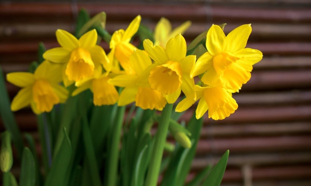 daffodils