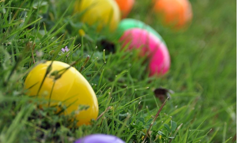 eggs in the grass