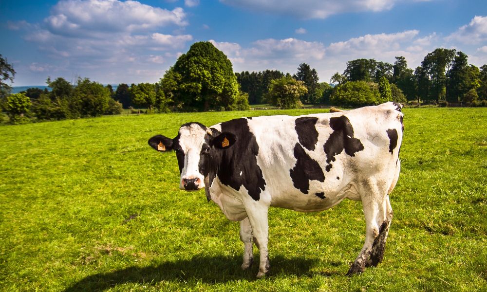 cow