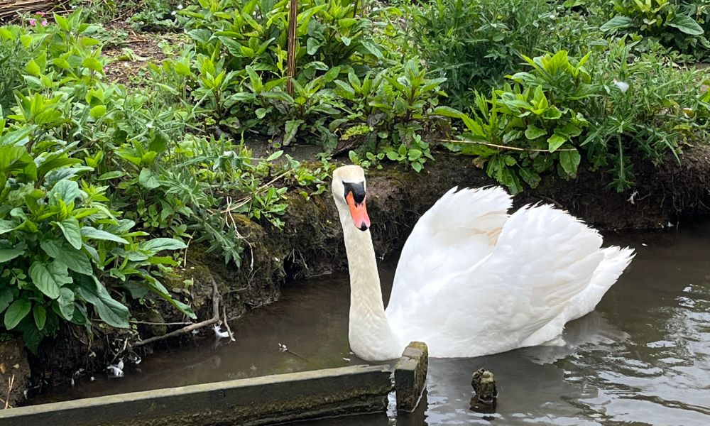 Abbotsbury Swannery swan in water