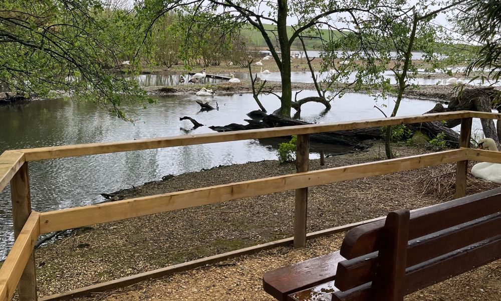 Abbotsbury Swannery vantage point